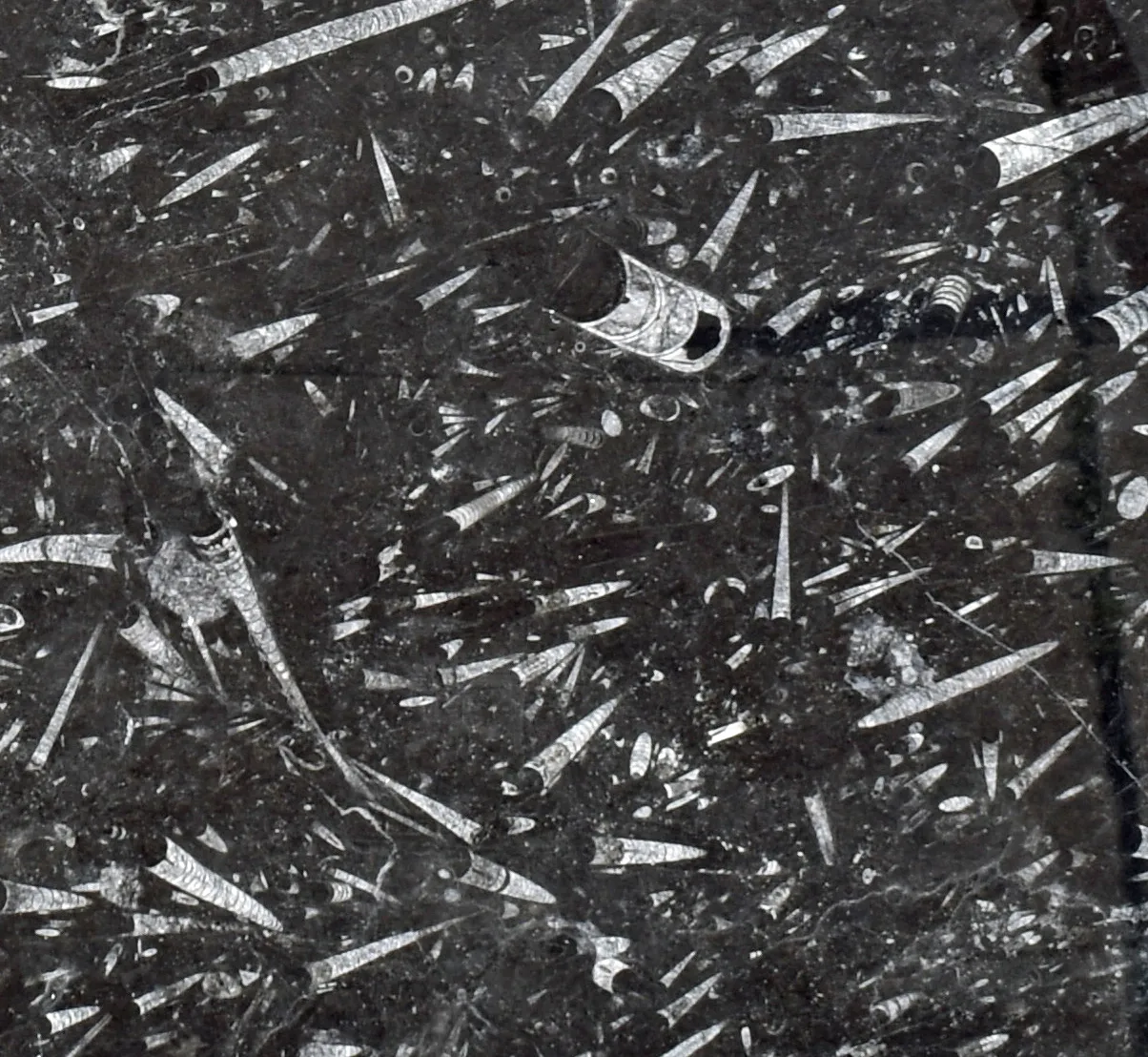 Black Fossil Marble